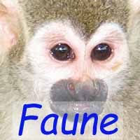 faune
